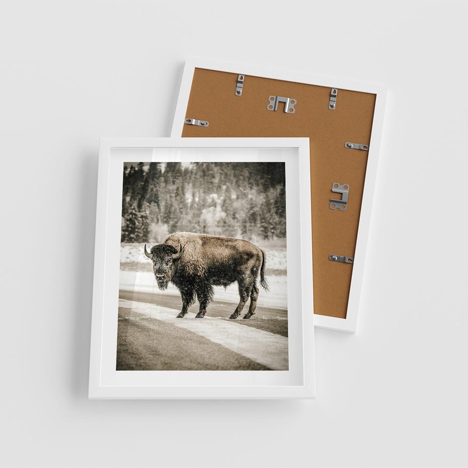 Plakat w ramie 40x50 - Spotkanie z Żubrem na Leśnej Drodze - żubr, las - rama biała