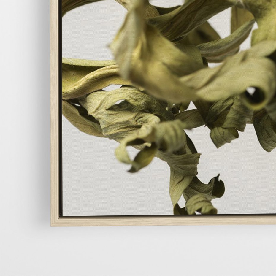 Obraz w ramie 50x70 - Odejście pory deszczowej - suche, trawy - rama drewno