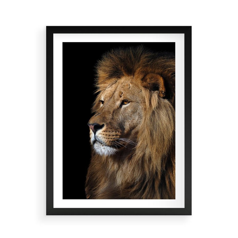 Plakat w ramie 50x70 - Władca Dzikiej Przyrody - lew, król - rama czarna