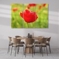 Obraz na płótnie 120x80 - Magia maku na łące - mak, łąka