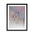 Plakat w ramie 50x70 - Delikatne Natchnienie - krople, dmuchawce - rama czarna