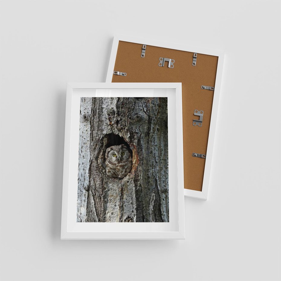 Plakat w ramie 30x40 - Tajemniczy W świecie Nocy - sowa, dziupla - rama biała