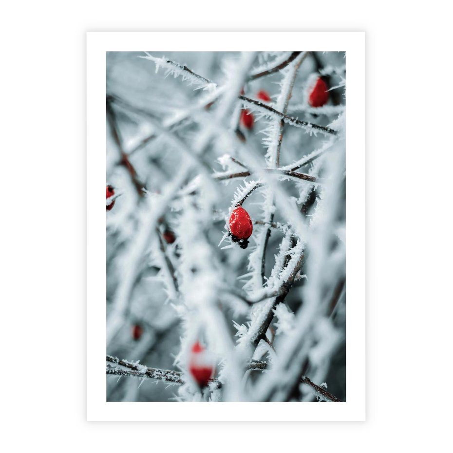 Plakat bez ramy 21x30 - Zima na Gałęziach - zima, oszronione gałęzie