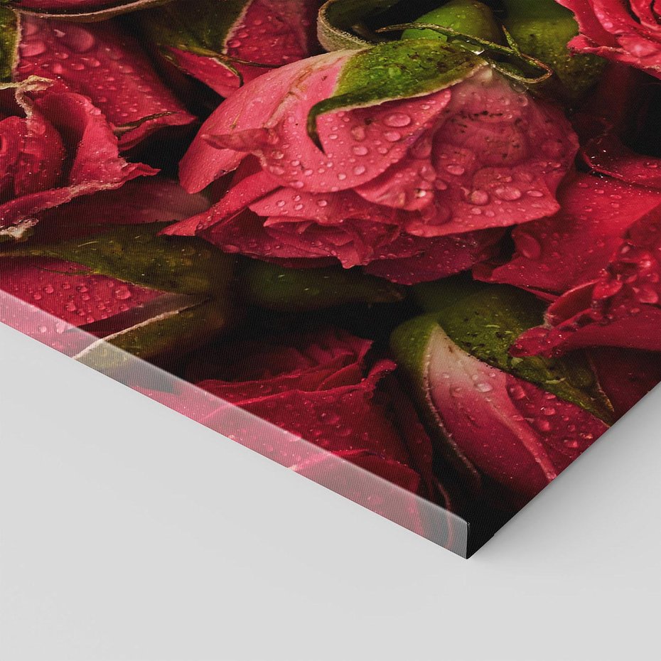 Obraz na płótnie 70x50 - Piękno róż: delikatność natury - róże, kwiaty