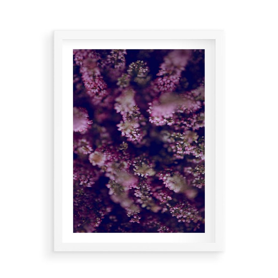 Plakat w ramie 50x70 - Wrzosowa Delikatność - wrzosy, kwiaty - rama biała