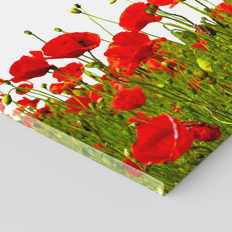 Obraz na płótnie 70x50 - Bujne maki na malowniczej łące - mak, maki