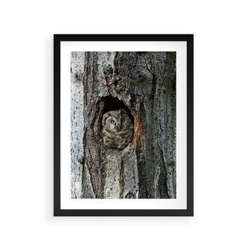 Plakat w ramie 40x50 - Tajemniczy W świecie Nocy - sowa, dziupla - rama czarna
