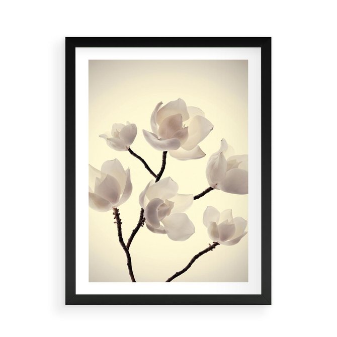 Plakat w ramie 50x70 - Elegancja Natury - magnolia, białe - rama czarna