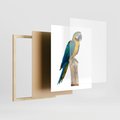 Plakat w ramie 40x50 - Kolorowa papuga w locie - papuga, ptak - rama drewno