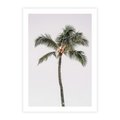 Plakat bez ramy 40x50 - Wakacyjne Marzenia - palma na tle nieba
