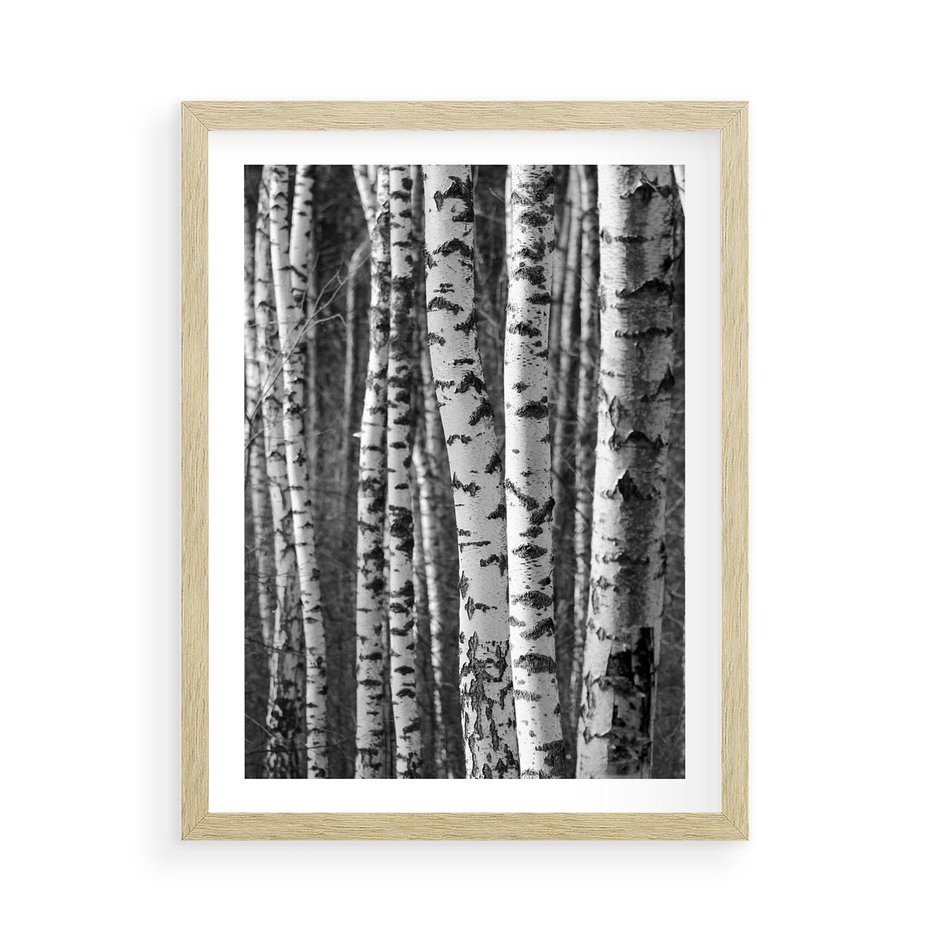 Plakat w ramie 50x70 - Kontrast Monochromatyczny - brzozy, czarno - rama drewno