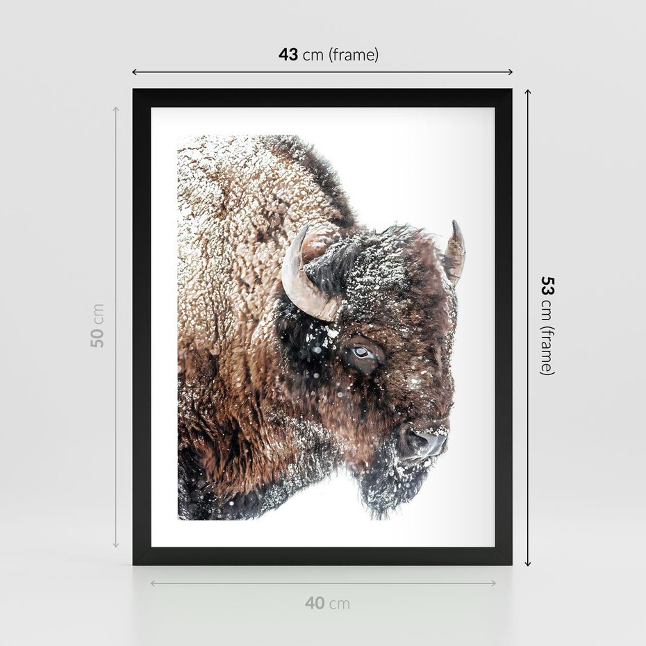 Plakat w ramie 40x50 - Obraz Dzikiej Przyrody w Śnieżnym Otoczeniu - żubr, śnieg - rama czarna