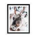 Plakat w ramie 50x70 - Renifer w Zimowej Krainie - renifer, zima - rama czarna
