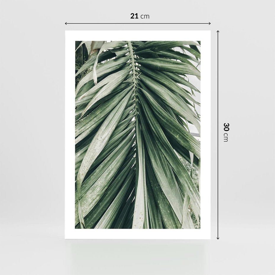 Plakat bez ramy 21x30 - Spokojna Piękność Palmowych Liści - palma, liście palmy