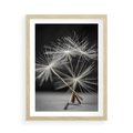 Plakat w ramie 50x70 - Delikatność dmuchawców zbliżenie - dmuchawce, zbliżenie - rama drewno