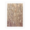 Plakat bez ramy 21x30 - Suche Trawy w Wyjątkowym Stylu - suche trawy, boho styl