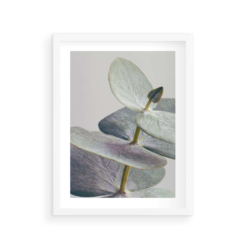 Plakat w ramie 30x40 - Zbliżenie Liści Eukaliptusa - eukaliptus, zbliżenie - rama biała