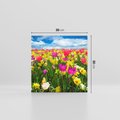 Obraz na płótnie 30x30 - tulipany na łące - kwiaty, tulipany