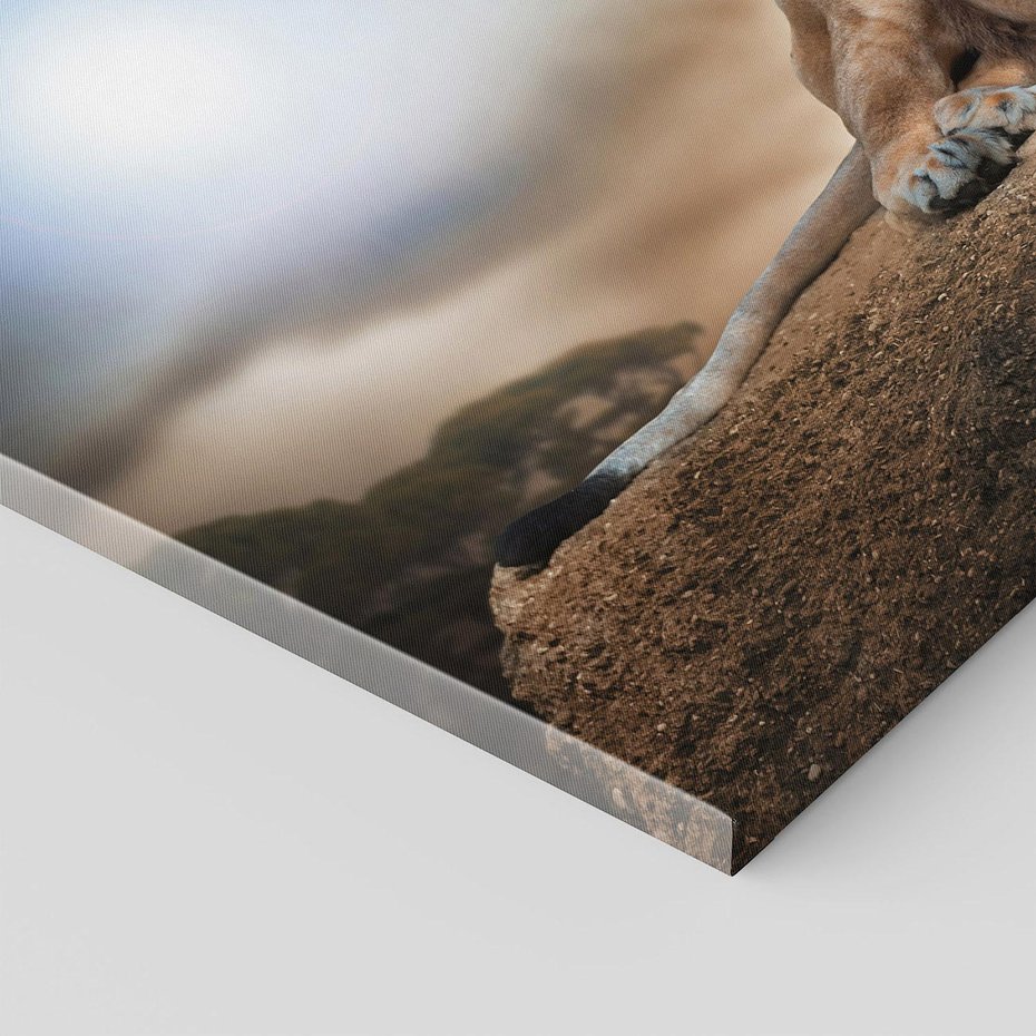 Obraz na płótnie 70x50 - Król sawanny - lew, kamień