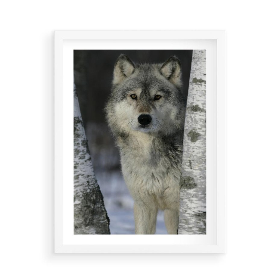 Plakat w ramie 50x70 - Wilk w Zimowym Lesie - wilk, las - rama biała