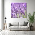 Obraz na płótnie 40x40 - Urok lawendy - lawenda, kwiaty