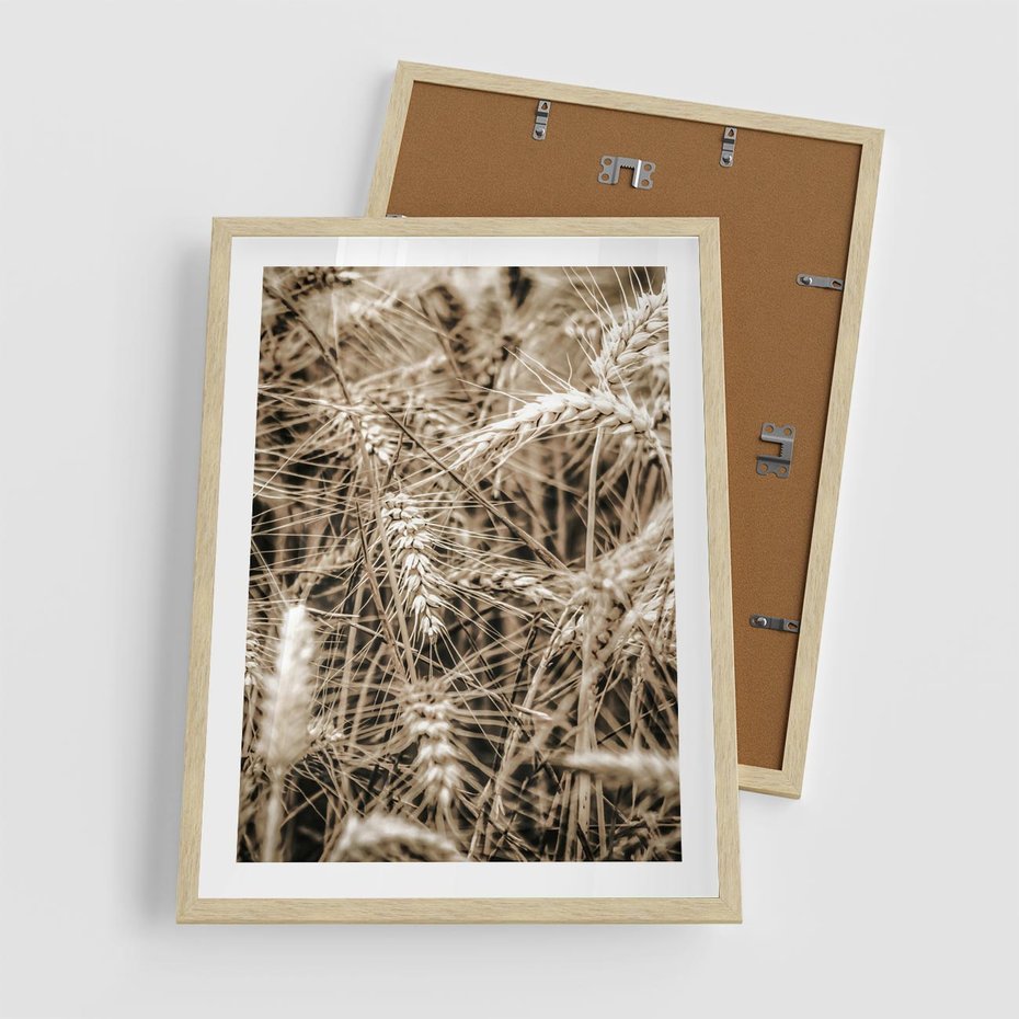 Plakat w ramie 50x70 - Zbliżenie na Kłosy Zboża - zboża, kłosy zboża - rama drewno