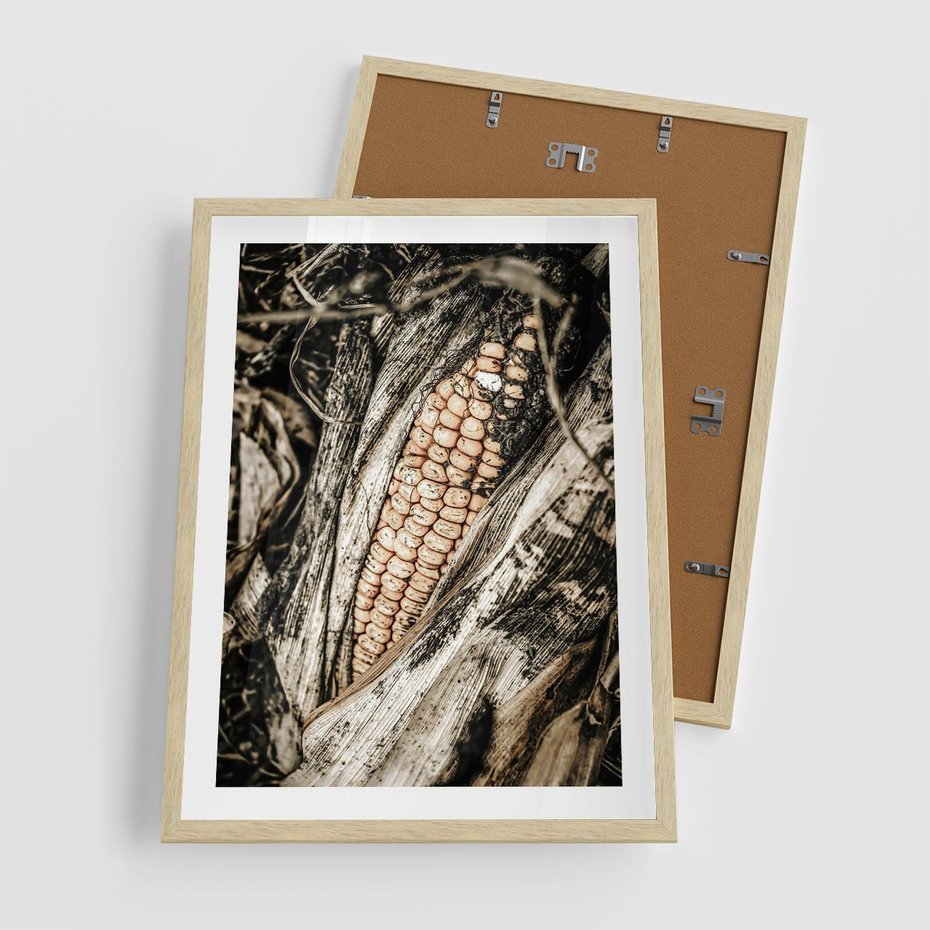 Plakat w ramie 50x70 - Kukurydza w Jesiennej Scenie - kukurydza, jesień - rama drewno