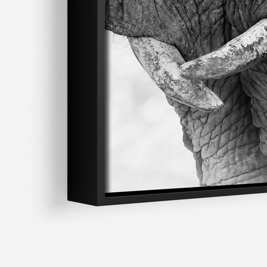 Obraz w ramie 50x70 - Spotkanie Mądrości - fotografia czarno biała, dwa słonie - rama czarna