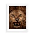 Plakat w ramie 50x70 - Władca Sawanny - lew, sawanna - rama biała