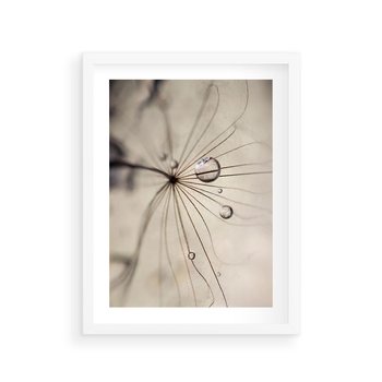 Plakat w ramie 50x70 - Makro Uroda: Kropla na Dmuchawcu - zbliżenie makro, kropla wody na ziarenku dmuchawca - rama biała