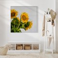 Obraz w ramie 80x80 - Słoneczna Radość - fotografia, żółte słoneczniki - rama biała