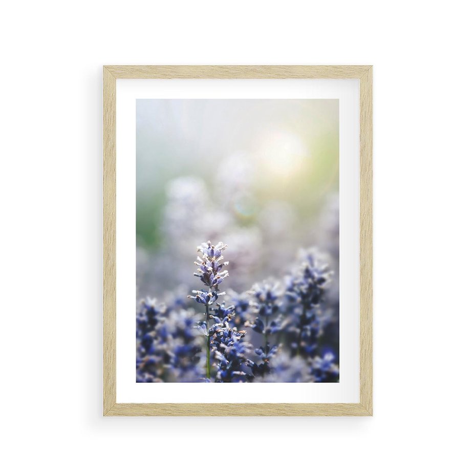 Plakat w ramie 30x40 - Delikatna Uroda Natury - wrzosy, fiolet - rama drewno