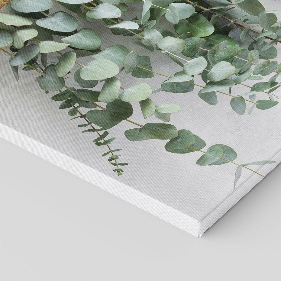 Obraz na płótnie 30x30 - Uwodzicielska zieleń eukaliptusa - eukaliptus, zielone
