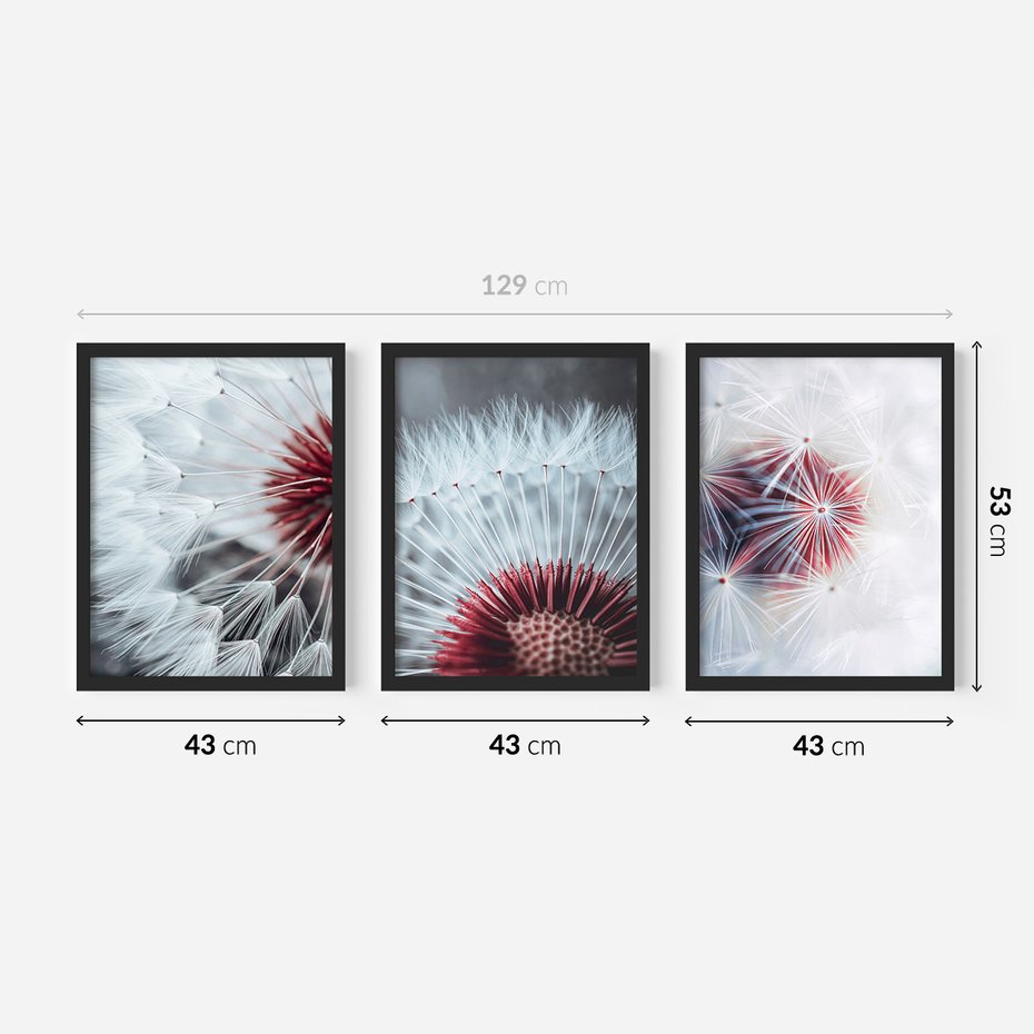 Zestaw obrazy w ramie 40x50 galeria - Dmuchawiec, makro, nowoczesny, styl - rama czarna