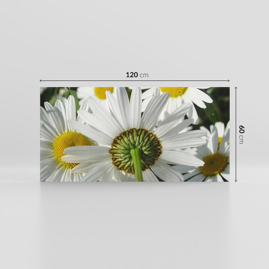 Obraz na płótnie 120x60 - Stokrotki w pełnym rozkwicie - stokrotki, kwiaty