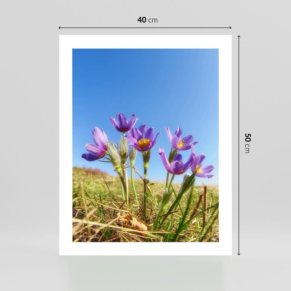 Plakat bez ramy 40x50 - Kwiatowa siła łąki - kwiaty, łąka