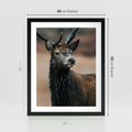 Plakat w ramie 40x50 - Spokojny jeleń - jeleń, las - rama czarna