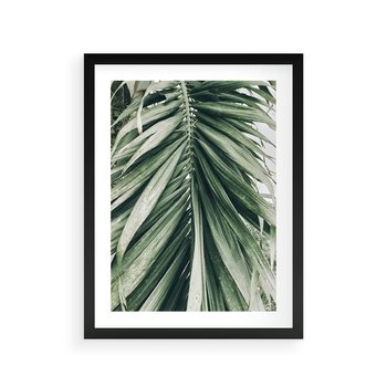 Plakat w ramie 30x40 - Spokojna Piękność Palmowych Liści - palma, liście palmy - rama czarna