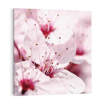 Obraz na płótnie 40x40 - Kwitnąca Wiśnia - kwiaty, kwitnąca