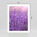 Plakat bez ramy 40x50 - Fioletowa harmonia lawendy - lawenda, fiolet