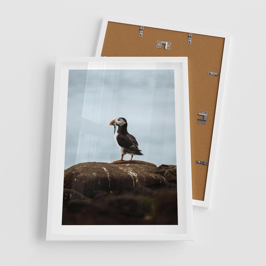 Plakat w ramie 50x70 - Portret Ptaka Morskiego - maskonur, ptak - rama biała