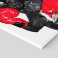 Obraz na płótnie 70x70 - Boksujący mops - pies - boks, mops