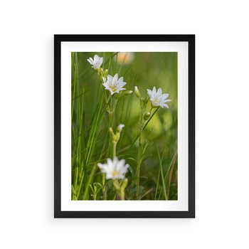 Plakat w ramie 40x50 - Kolorowa łąka - stokrotki, łąka - rama czarna