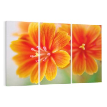 Obraz na płótnie 120x80 - Urok kwiatów - kwiat, kwiaty