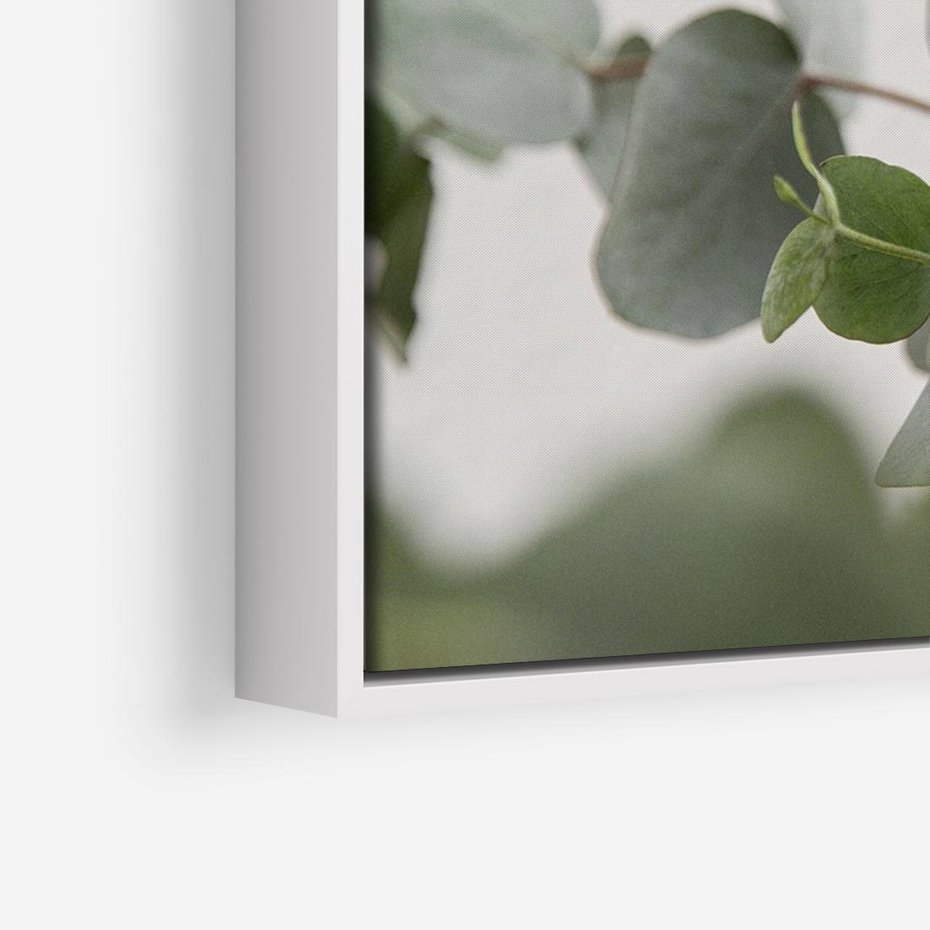 Obraz w ramie 70x50 - Liście eukaliptusa w naturze - eukaliptus, liście - rama biała