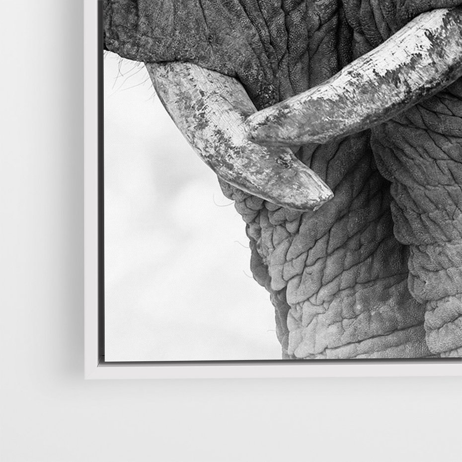 Obraz w ramie 80x120 - Spotkanie Mądrości - fotografia czarno biała, dwa słonie - rama biała