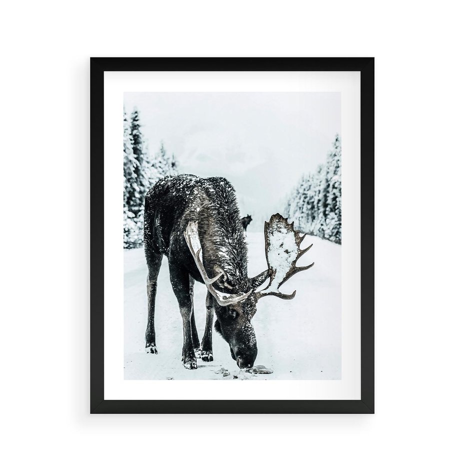 Plakat w ramie 40x50 - Zimowy Portret Łosia - łoś w zimowej scenerii - rama czarna