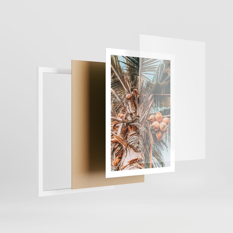 Plakat w ramie 50x70 - Tropikalna Palma: Fotografia z Kokosami - palma kokosowa, kokosy - rama biała