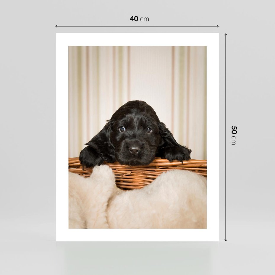 Plakat bez ramy 40x50 - Uroczy szczeniak w akcji - piesek, szczeniak