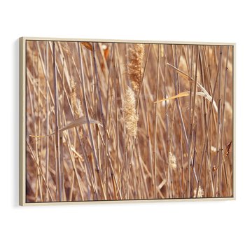 Obraz w ramie 70x50 - Mistrzowskie suche trawy - suche, trawy - rama drewno